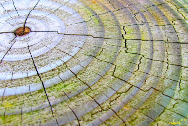 Tree Rings