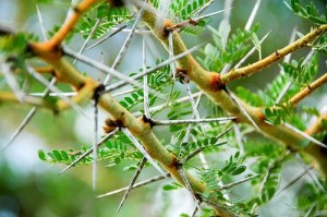 Hundreds of species of acacia have abundant spines which are modified branches. These spines may be thin and long or highly inflated at the base. The latter often are hollow at maturity and ants may live in them. 