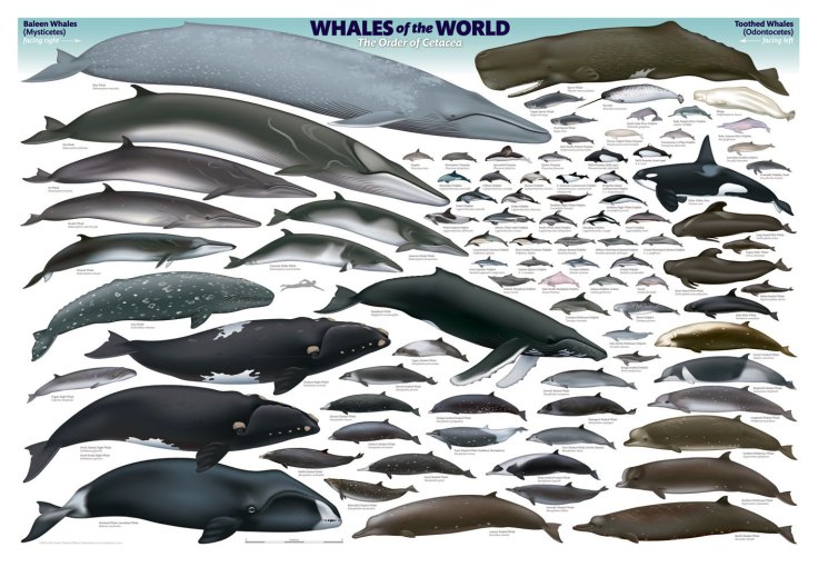 The cetaceans of the world (88 total here) showing their size.  Note the human swimmer for size comparison.  This was illustrated by Uko Gorter and can be purchased as a poster at http://acsonline.org/shop-acs/whales-of-the-world-poster/