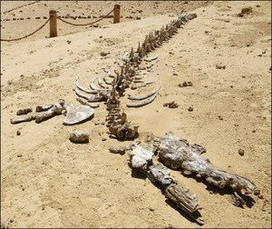 A 40 million year old whale fossil from "whale valley" in Egypt not far from Cairo. Here hundreds of whales fossils lie exposed in this wind eroded valley. These whales where large headed toothed whales that are not alive today. This is just one example of hundreds of locations where whale fossils may be found and are often very complete (AFP/File/Cris Bouroncle)