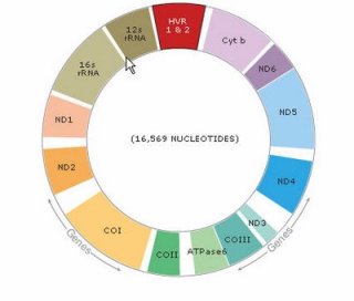 A typical mitochondrial DNA genome showing the order of genes found in almost all animals.  
