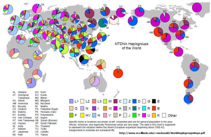 The global distribution of mtDNA haplotypes in the 1500s.  The haplotypes here recognized mutations that are found in large numbers of individuals. There are many subdivisons of these based on other mutations associated with the group. For example I have a mtDNA haplotype of D4e1 which is in the D-group haplotype.  I have a very unusual mtDNA genome version given my western European ancestry.  My mtDNA is more related to native americans.  The pie charts show the proportions of people that have particular mtDNA genomes.