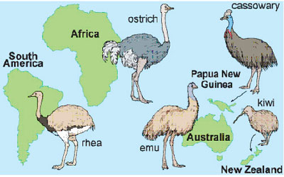 Ratite birds and where they are found. The Moa is not shown here but is an extinct ratite bird New Zealand.