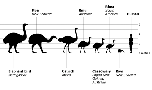 Size comparison of ratite birds (living and extinct).  Image: http://www.teara.govt.nz/en/diagram/11361/ratite-birds