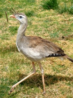 The Red-legged Seriema. A possible relative of the terror birds.  This is all that is left after the invasion of South America by canines and cats (leopards) probably brought an end to the large flightless birds. Image: Wikipedia.