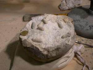 Several fossilized wasp cocoons visible here in this titanosaurus egg. Image: SARZETTI (co-author of the paper describing this finding)