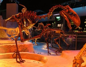 A "Terror Bird" Titanis walleri, Florida Museum of Natural History. A giant bird that once roamed florida.  Image credit: Wikipedia