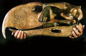 Titanis Walleri, fossilized Terror bird skull.  Image: Scientific American, February 1994.