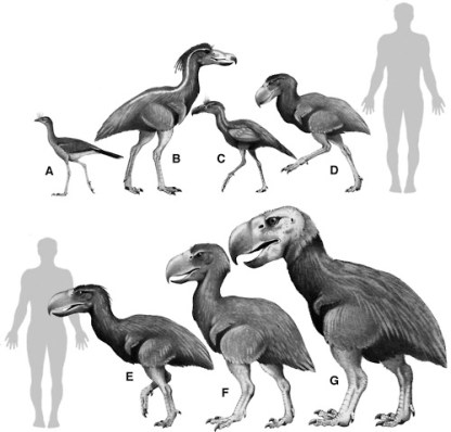 Terror-bird-reconstructions
