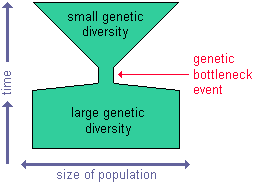 The genetic bottleneck effect. For young earth creationists the bottom of the figure could represent the variation in creation but then the Flood is the ultimate bottleneck of that varation. Following the flood there would be no variation to sort but rather variation has to develop again through the accumulation of mutations. Most YECs abhor the idea of positive mutations but many are now being forced to consider that many of the variations we see today are the result of mutation rather than origin variation in the creation because of this bottleneck effect.