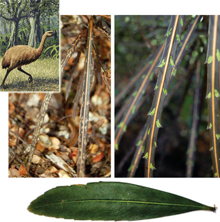 Metamorphosis. Lancewood leaves transform as the tree grows from a seedling (top left) to a sapling (top right) to an adult tree (bottom). The tree may have evolved this changing foliage to evade now-extinct moas (inset illustration). Credit: N. Fadzly et al., New Phytologist (2009); (moa inset) John Megahan