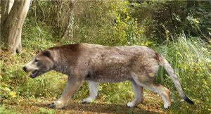 A depiction of the extinct bear dog (Amphicyon). This was one of 30 or more species of members of the bear-dog family that are all extinct. Bones of bear dogs were found in the lower levels of this cave deposit. Click on image for image credit.