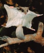 A flying squirrel showing off its gliding ability. Notice the flattened tail that can act like a rudder.