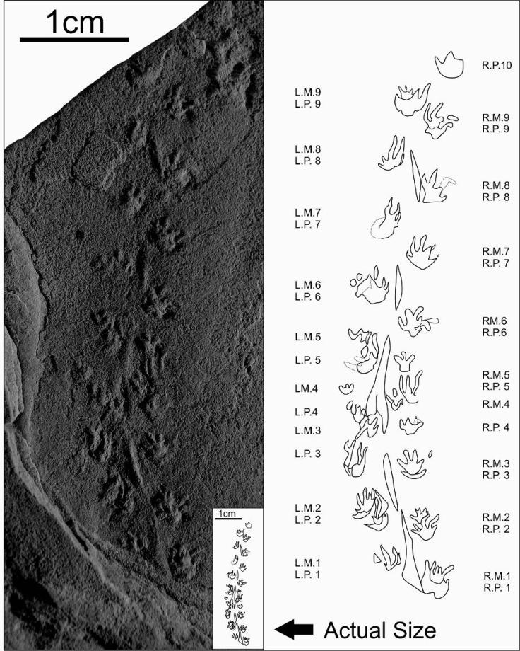 Batrachichnus salamandroides trackway. Click to enlarge. Credit: Gloria Melanson