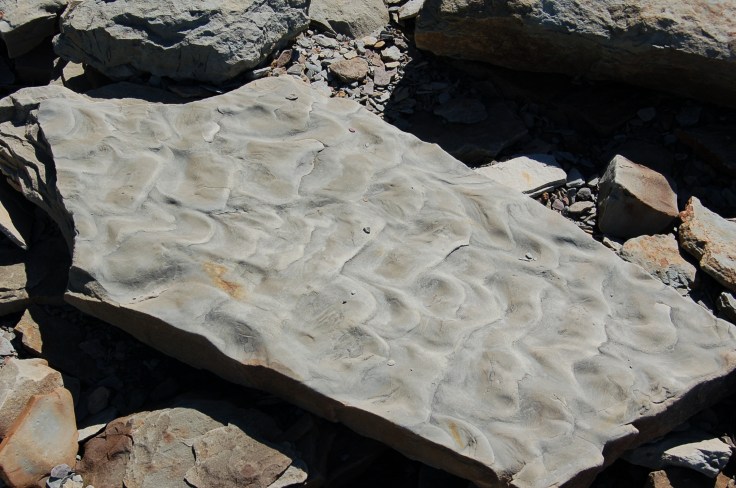Another example of ripple marks preserved in stone.  There is a great diversity of ripple marks in the stones here showing that there the habitats changed over time such as different depths of water and speed of the moving water.  Image credit: Joel Duff