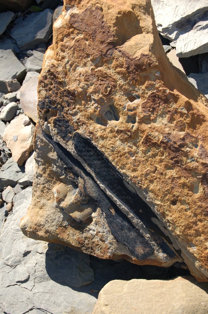An example of a fossiliferous rock at Joggins fossil cliffs.  What you see here are the impressions and remains of a root called Stigmaria which was part of a large extinct lycophyte tree. This was the dominant tree in this area as evidenced by the fossil here.  Image Credit: Joel Duff