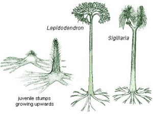 These are the two types of trees for which part are commonly found in the Joggins Fossil Cliffs.  These were very large trees reaching heights of 50 feet or more.  These plants would not have produced rings in wood like flowering plant trees but rather had a very different type of growth pattern. 