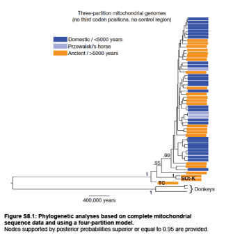 Genetic divergence and relationships of equines based on mitochondrial DNA sequences. Here we see that there are many ancient horse sequences that are genetically similar to those of modern domestic horses. We also see that the two fossil horse samples (SCt-K and TC) which are dated to 43000 and more than 500,000 show many more differences. Despite these difference they are still far more like modern horses than they are to Donkeys which the length of the branches tells you are much more genetically divergent. This is supplemetnal Figures S8.1 from the Nature paper listed in the references. 