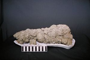 A dinosaur coprolite.  This large dropping was from a carnivore as evidenced by the small bones embedded in the feces. Image credit: Wikipedia
