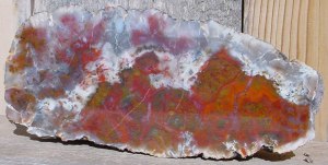 Many dinosaur and reptile coprolites are prized as a result of the permineralization process that results in these beautiful colors. 