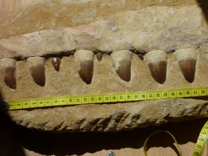 Jawbone of a dinosaur with teeth from the Moroccan desert. This specimen has been prepared and the teeth likely straightened or replaced but nontheless jaws with teeth such as this are not uncommon finds and would evoke a natural desire to wonder what the organism looked like that had such large teeth. 