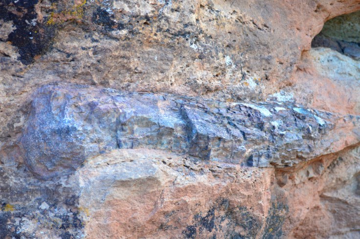 One of the first large bones visible on the dinosaur walk. This bone is 5 to 6 inches in diameter. Photo: Joel Duff
