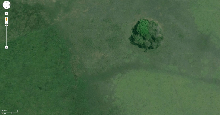 Google maps screenshop of forest island site SM1 from the Lombardo et al. 2013 paper describing the formation of these islands.  On the left is a marsh/lake area and to the left are high grasses. The island itself only sits  about 1 foot above the water level but that is enough for trees to find a home there.  