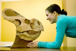 Conservator Felicity Bolton with a Protoceratops skull at the Fossil Folklore exhibition at the Walter Rothschild Zoological Museum, Tring.