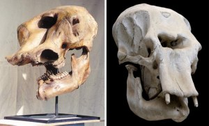 A mastodon skull. Notice, the hole in the center of the skull. This is where the large trunk (nose) was inserted. A skull like this seems likely to be the source of legends of cyclops. 