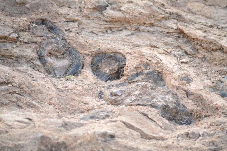 Dinosaur femur embedded in the rock in Mill Canyon.  Photo Credit:  Joel Duff