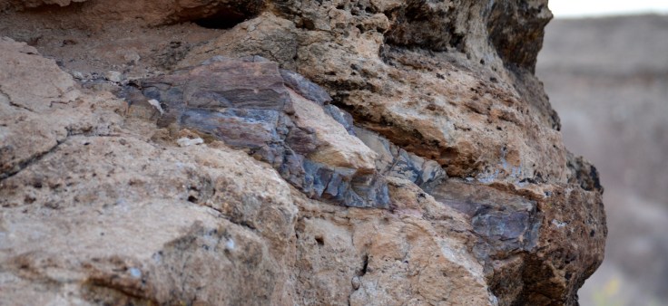 A large femur (at least 5 inches in diameter) protrudes from the rock.  Photo Credit: Joel Duff