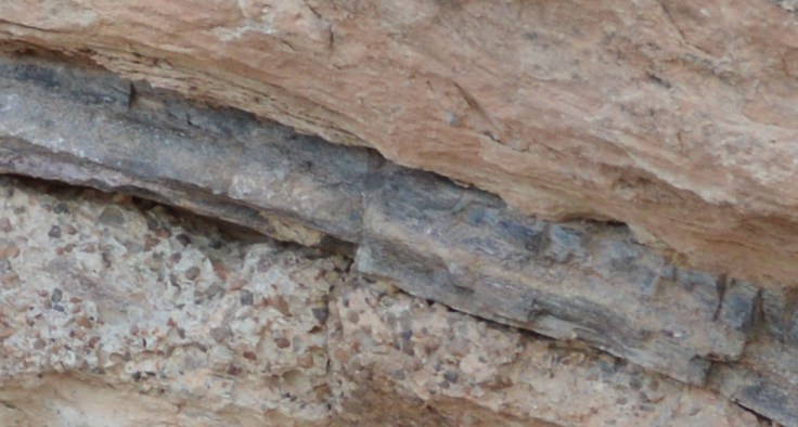 A close up of the same sauropod bone from the previous pictures showing the gravel-like matrix that most of the bones are preserved in.  Photo credit: Joel Duff