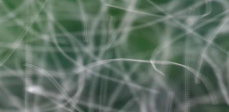 A close-up of the same 1/5 second exposure as above.  You can see how the fast paced wing motions have been capture.  Image: Joel Duff