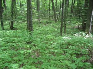 Image left:  A forest without earthworms has a rich understory of herbaceous plants, tree seedlings, and shrubs, and a thick, spongy leaf litter layer. (Photo by Scott Loss)