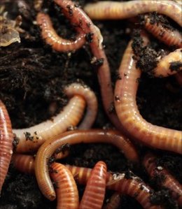 A group of invasive earthworms. Well, invasive if they are on a continent where they are not natively found.