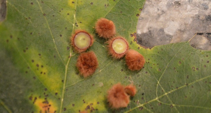 Galls picked off of pin oak leaves and sliced open. Image: Joel Duff