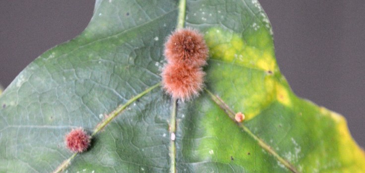Fuzzy gall wasp galls on leaves.