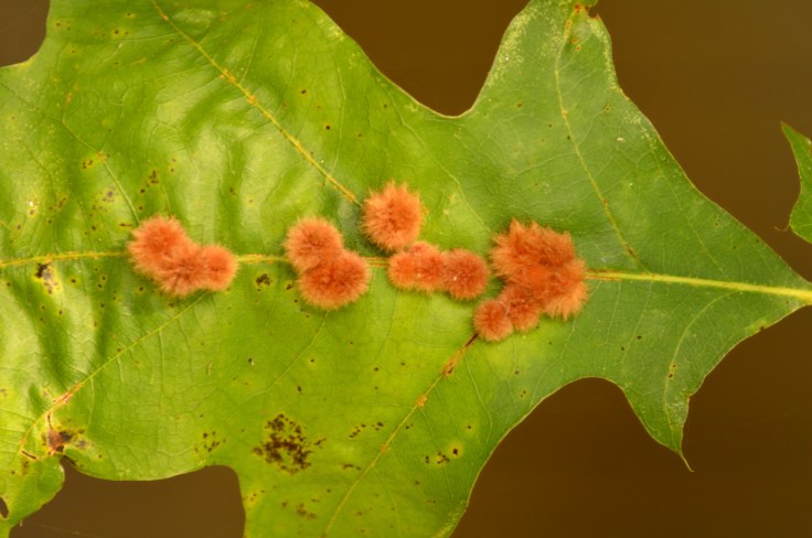 Galls along the main vein of a pin oak leaf. Image: Joel Duff