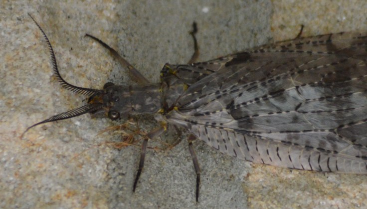 Several lacewings have also taken up residence during the day around our front door. Photo: Joel Duff
