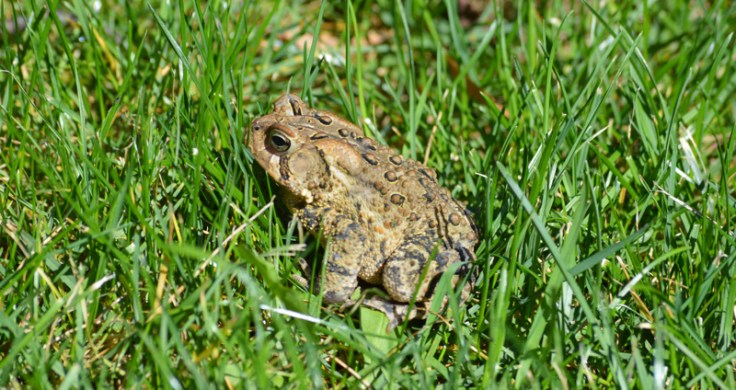 Toad-grass-backyard-2013-ohio