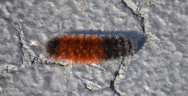 If I am reading my woolly bear caterpillar right it looks like a mild winter coming up.