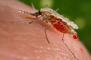 An Anopheles mosquito enjoying a sip of human blood to the extent that it is over extended itself and has to exude some of the blood.  Image: Wikipedia.
