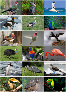 Representatives of various groups of birds. Young earth creationists would consider each of these different kinds and thus created separately from one another even if none of them looked like this in the original creation. Image from Wikipedia.