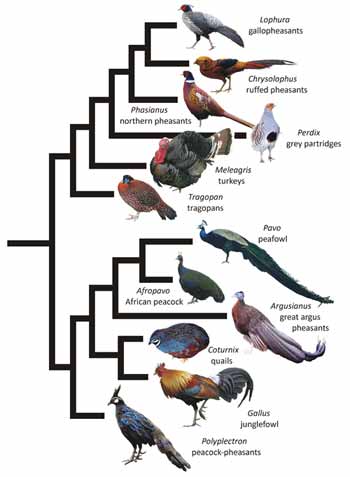 Substantially simplified segment of gamebird phylogeny based on the topology recovered by Bonilla et al. (2010): the key thing to note is that turkeys and peafowl belong to different clades. Images by Naish (Meleagris), in public domain (Afropavo), or licensed under Creative Commons Attribution-Share Alike 3.0 Unported (Footwarrior: Lophura; Bjørn Christian Tørrissen: Chrysolophus; Doug Janson: Tragopan; Dinesh Kannambadi: Pavo; Dante Alighieri: Polyplectron) and 2.0 (Gary Noon: Phasianus; David Galavan: Perdix; Lip Kee Yap: Gallus) and 2.5 Generic (André Karwath: Coturnix) licenses.