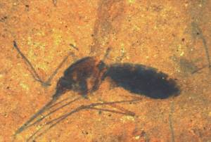 This is a picture of the 46 million year old fossilized mosquito. The iron bearing compounds were identified just in the abdomen area suggesting they are the result of the breakdown of blood products.