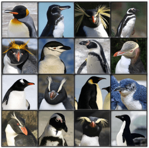 Pictures of most of the living species of penguins. Young earth creationists consider these all to be members of the same "kind" and thus all of these evolved from a common ancestor. Image credit: Wikipedia.