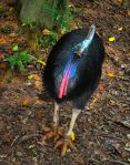 A flightless bird, the cassowary from Australia. Image from Wikipedia.