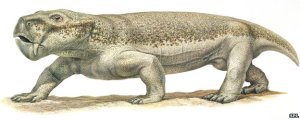 An artist drawing of a dicynodont based on bones found in Argentina.