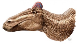 EDMONTOSAURUS REGALIS, WITH ITS COCK'S COMB. CREDIT: J. CSOTONYI