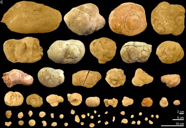 A selection of coprolite fossils from one of the communal bathrooms. From the article